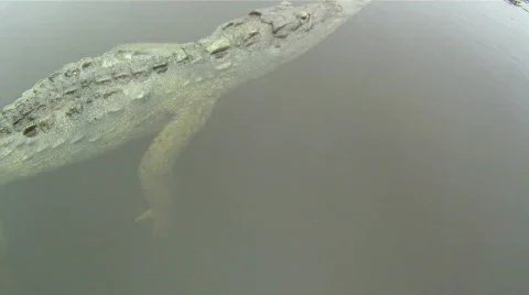 Crocodile Pan Video stock 768854