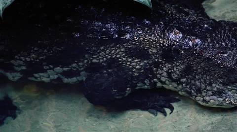 Crocodile pan Stock Footage 46492377