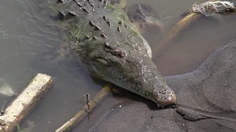 Crocodile Pan Stock Footage 47155927