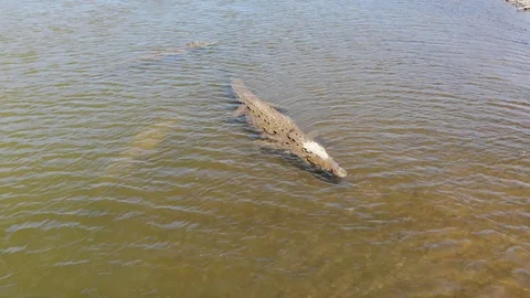 Crocodile partially submerged Stock Footage 127468730