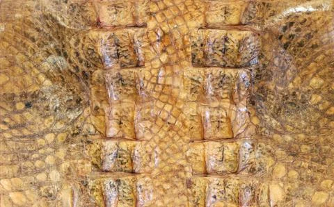 Crocodile pattern Stock Photos