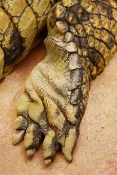 Crocodile paw Stock Photos