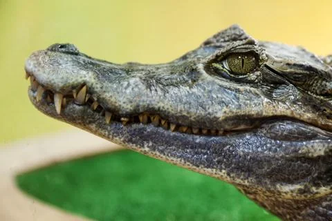 Crocodile Stock Photos