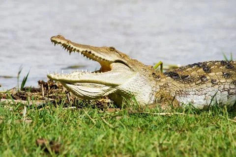 Crocodile Stock Photos