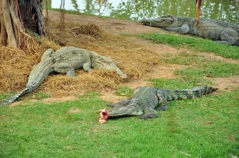 Crocodile Stock Photos