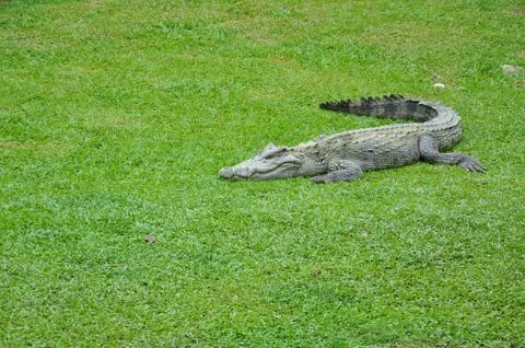 Crocodile Stock Photos