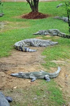 Crocodile Stock Photos