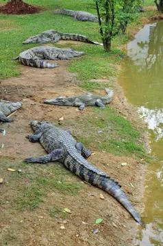 Crocodile Stock Photos