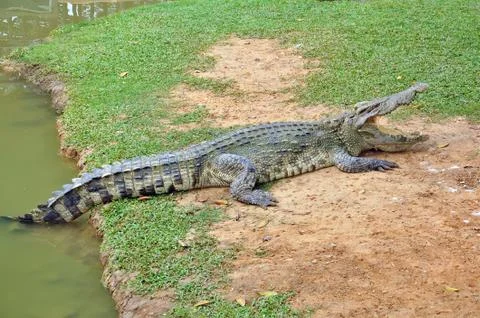 Crocodile Stock Photos
