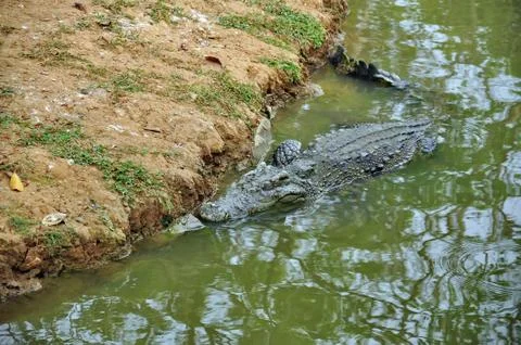 Crocodile Stock Photos