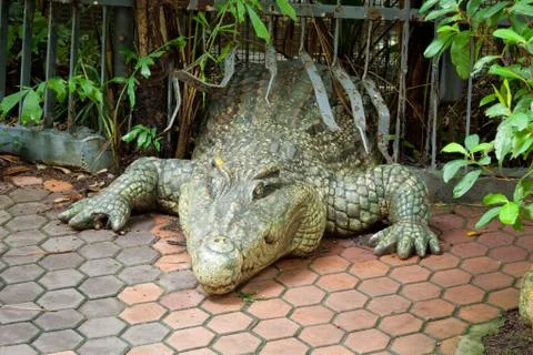 Crocodile Stock Photos