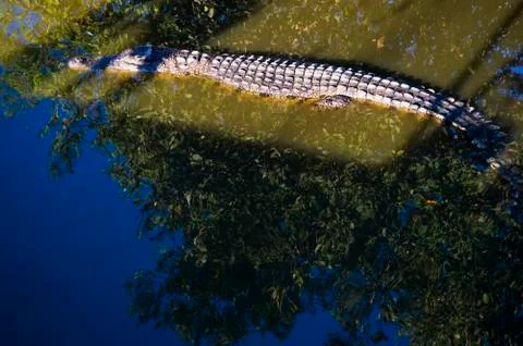 Crocodile Stock Photos