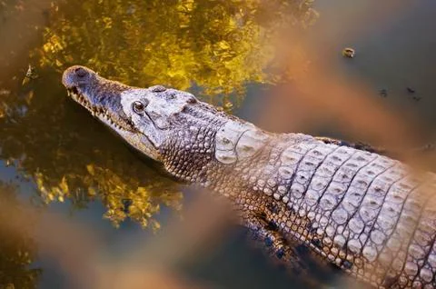 Crocodile Stock-Fotos