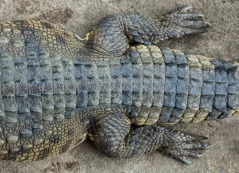 Crocodile. Stock Photos