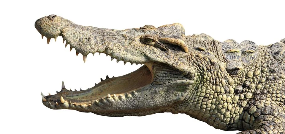 Crocodile Stock Photos