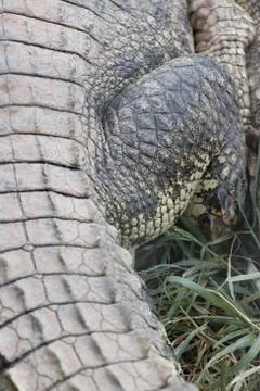 The crocodile. Stock Photos