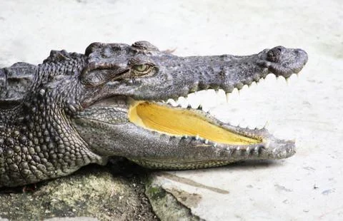 Crocodile Stock Photos