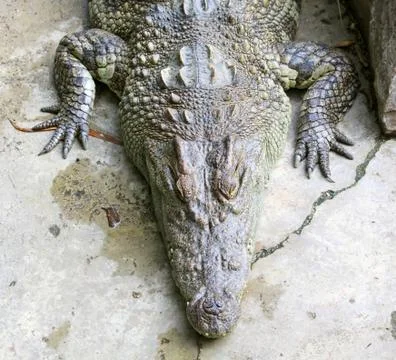Crocodile Stock Photos