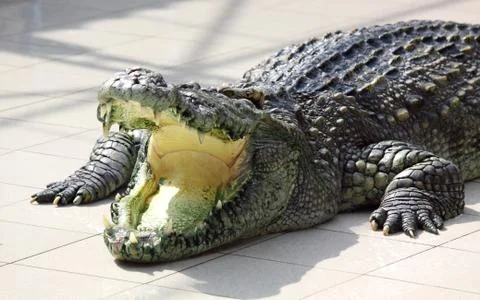 Crocodile Stock Photos
