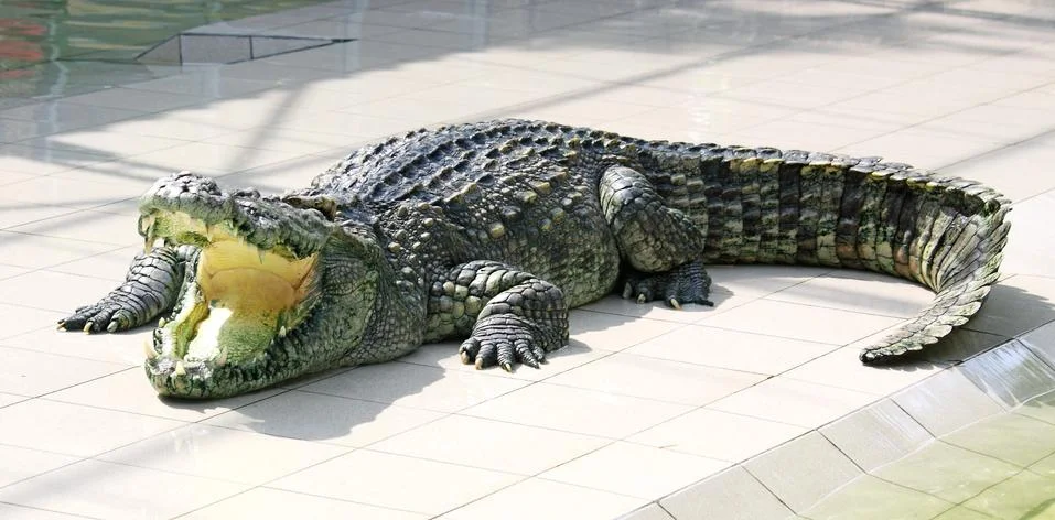 Crocodile Stock Photos