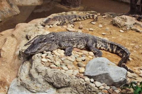 Crocodile Stock Photos