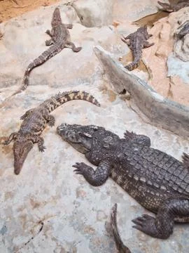 Crocodile Stock Photos