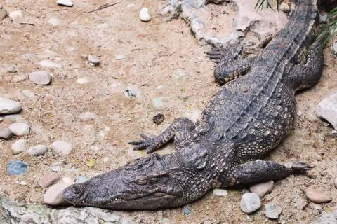 Crocodile Stock Photos