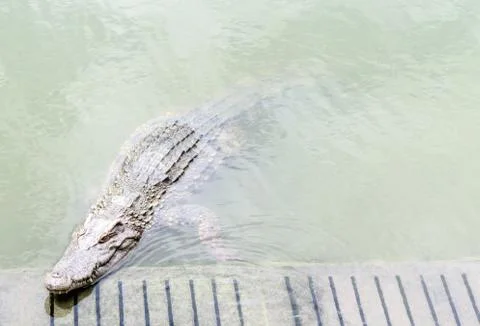 Crocodile Stock Photos