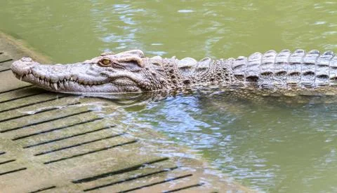 Crocodile Stock-Fotos
