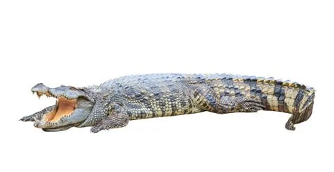 Crocodile 库存照片