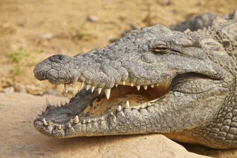 Crocodile 스톡 사진