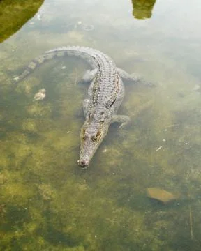 Crocodile Stock Photos