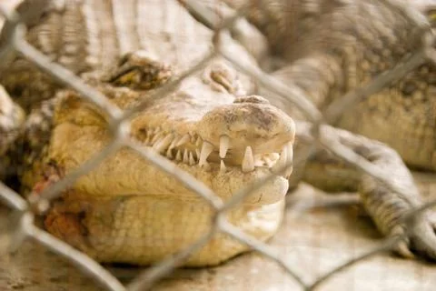 Crocodile Stock Photos