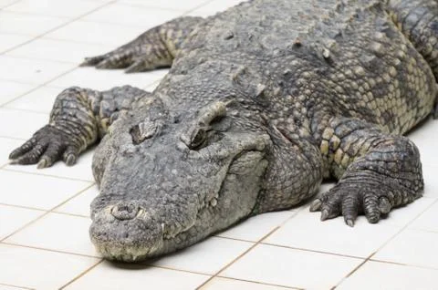 Crocodile Stock Photos