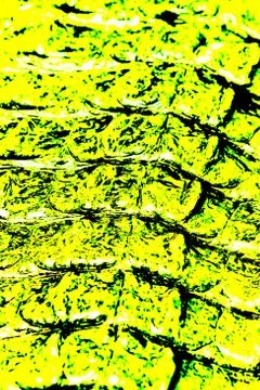 Crocodile Stock Photos