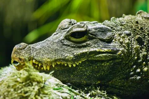 Crocodile Stock Photos