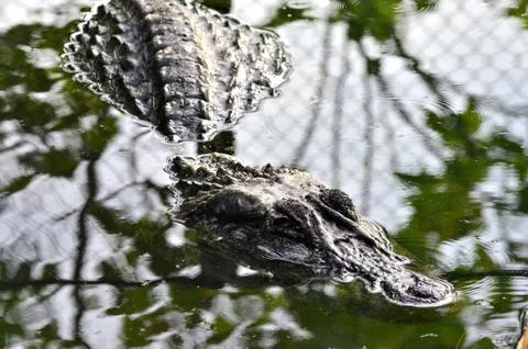 Crocodile Stock Photos