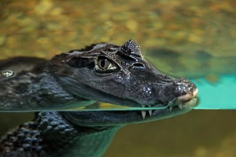 Crocodile Foto stock