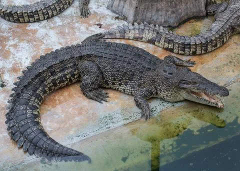 Crocodile Stock Photos