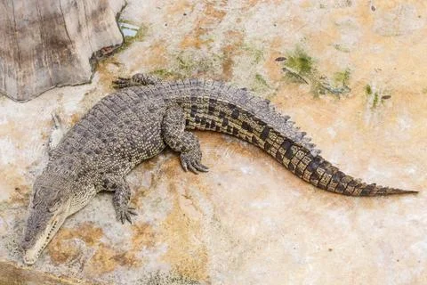 Crocodile Stock Photos