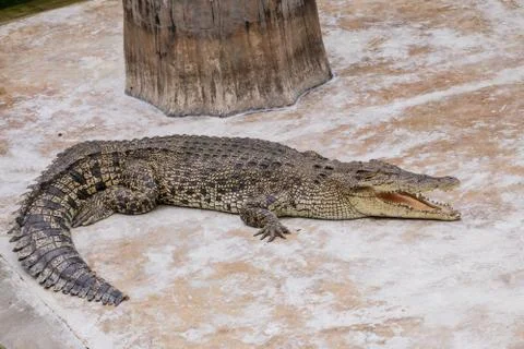 Crocodile Stock Photos