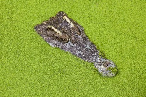Crocodile Foto stock