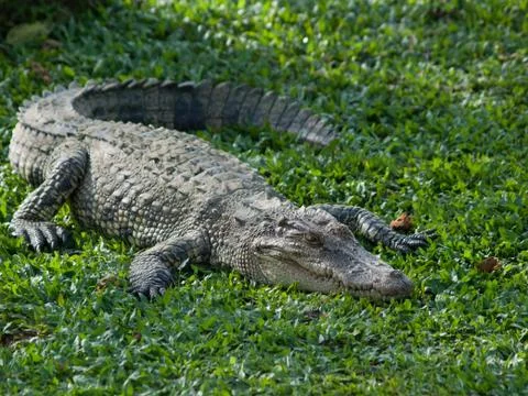 Crocodile Stock Photos
