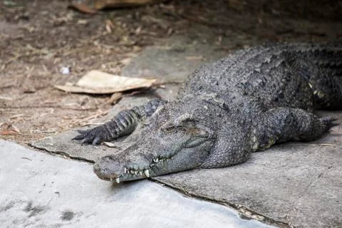 Crocodile Stock Photos