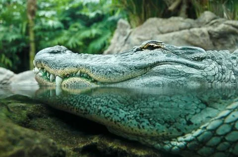 Crocodile Stock Photos