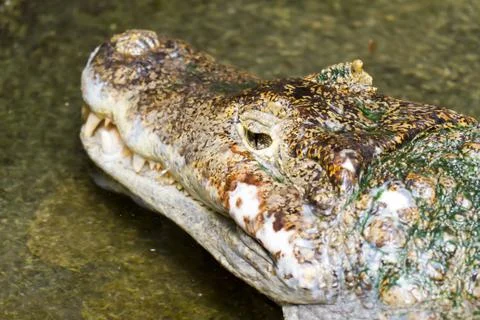 Crocodile Foto stock