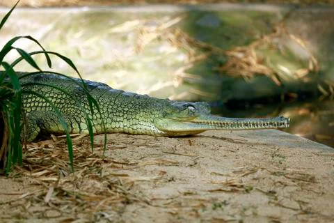 Crocodile Foto stock