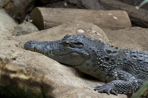 Crocodile 스톡 사진