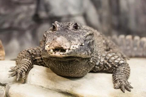 Crocodile Stock Photos