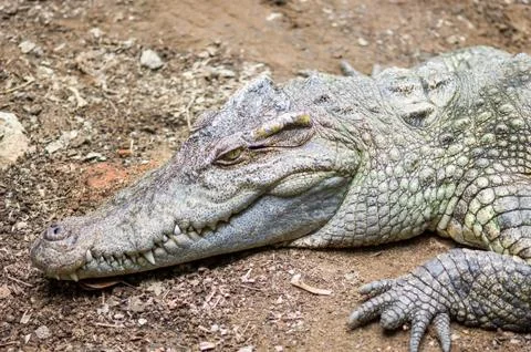 Crocodile Stock Photos